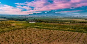 A Tokaj-Hegyalja Egyetem kilépett a szőlészeti-borászati kutatás nemzetközi színterére