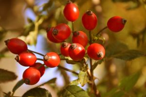 Az ősz csodaszere: a csipkebogyó – három egyszerű recept, amire még nem gondolt
