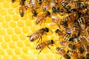 Amerikai mézversenyen tartolt a magyar hársméz